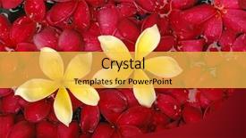  Presentation with frangipani flowers - Audience pleasing theme consisting of tropical frangipani flowers in spa backdrop and a yellow colored foreground