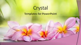  Presentation with old wooden table food - Presentation theme consisting of tropical frangipani on wooden table background and a yellow colored foreground