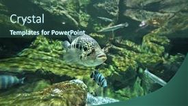  Presentation with freshwater aquarium - PPT theme featuring tropical freshwater aquarium background and a ocean colored foreground