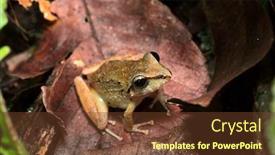  Presentation with tropical rainforest - Audience pleasing theme consisting of tropical frog pristimantis sp in the tropical amazon rain forest of brazil peru ecuador and bolivia a macro of a small nocturnal animal of the amazonian rainforest backdrop and a tawny brown colored foreground