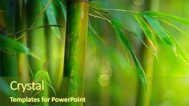  Presentation with bamboo - PPT layouts enhanced with tropical garden - bamboo background and a tawny brown colored foreground