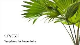  Presentation with palm leaves - Audience pleasing presentation design consisting of tropical garden - border of green palm leaves backdrop and a white colored foreground