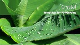  Presentation with green leaves - Cool new presentation theme with tropical garden - dewdrops on green leaves backdrop and a  colored foreground