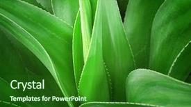  Presentation with tea leaves fresh green leaf - Beautiful presentation theme featuring tropical garden - fresh green leaves backdrop and a forest green colored foreground