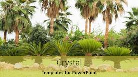  Presentation with palm tree - Colorful slide set enhanced with tropical-garden-with-palm-tree backdrop and a yellow colored foreground