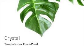  Presentation with events - PPT theme consisting of tropical-green-leaves-monstera-plants background and a white colored foreground