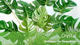  Presentation with green leaves - Beautiful PPT layouts featuring tropical-green-leaves-monstera-plants backdrop and a seafoam green colored foreground