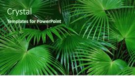  Presentation with palm sugar - Presentation theme having tropical-green-leaves-or-sugar background and a forest green colored foreground