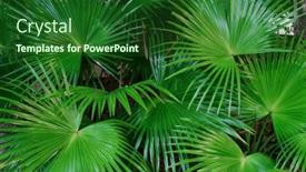  Presentation with palm sugar - Theme enhanced with tropical-green-leaves-or-sugar background and a forest green colored foreground