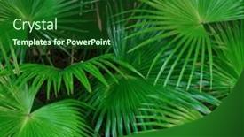  Presentation with palm sugar - PPT layouts with tropical-green-leaves-or-sugar background and a forest green colored foreground