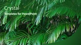  Presentation with palm sugar - Presentation with tropical-green-leaves-or-sugar background and a forest green colored foreground