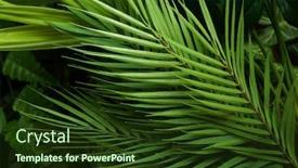  Presentation with green leaf - PPT theme enhanced with tropical-green-leaves-summer-green background and a tawny brown colored foreground