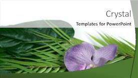  Presentation with tropical flowers - Presentation theme enhanced with tropical-green-leaves-summer-green background and a white colored foreground