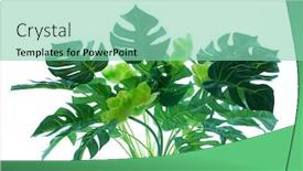  Presentation with green leaf - Slides featuring tropical-green-leaves-summer-green background and a seafoam green colored foreground