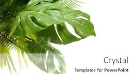  Presentation with green leaf - PPT theme having tropical-green-leaves-summer-green background and a white colored foreground