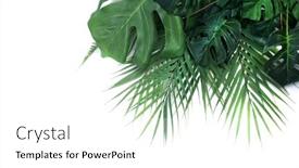  Presentation with green leaf - PPT layouts having tropical-green-leaves-summer-green background and a white colored foreground