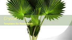  Presentation with betel leaf - Audience pleasing presentation theme consisting of tropical-green-leaves-summer-green backdrop and a tawny brown colored foreground