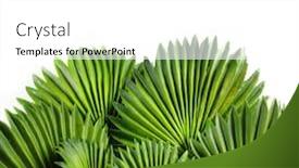  Presentation with betel leaf - Cool new presentation with tropical-green-leaves-summer-green backdrop and a white colored foreground