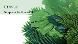  Presentation with green coconut - Presentation featuring tropical-green-leaves-summer-green background and a seafoam green colored foreground