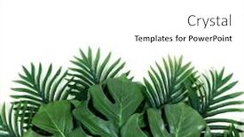  Presentation with green coconut - Presentation design featuring tropical-green-leaves-summer-green background and a white colored foreground