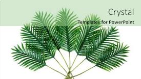  Presentation with green coconut - Presentation design with tropical-green-leaves-summer-green background and a seafoam green colored foreground