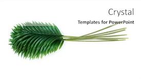  Presentation with green coconut - PPT layouts consisting of tropical-green-leaves-summer-green background and a white colored foreground