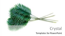  Presentation with green coconut - Presentation enhanced with tropical-green-leaves-summer-green background and a white colored foreground