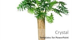  Presentation with green leaf - Audience pleasing theme consisting of tropical-green-leaves-summer-green backdrop and a white colored foreground