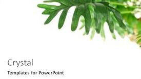  Presentation with green leaf - Cool new slides with tropical-green-leaves-summer-green backdrop and a white colored foreground