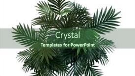  Presentation with green coconut - PPT theme featuring tropical-green-leaves-summer-green background and a ocean colored foreground