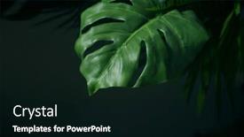  Presentation with green leaf - Beautiful slide deck featuring tropical-green-leaves-summer-green backdrop and a black colored foreground