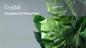  Presentation with green leaf - Amazing slide set having tropical-green-leaves-summer-green backdrop and a gray colored foreground