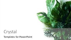  Presentation with green leaf - Beautiful PPT layouts featuring tropical-green-leaves-summer-green backdrop and a white colored foreground