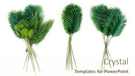  Presentation with green coconut - PPT layouts with tropical-green-leaves-summer-green background and a cream colored foreground