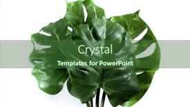  Presentation with green leaf - Slide deck enhanced with tropical-green-leaves-summer-green background and a forest green colored foreground