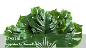  Presentation with green leaf - Audience pleasing slide set consisting of tropical-green-leaves-summer-green backdrop and a forest green colored foreground