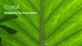  Presentation with green leaf - Amazing PPT layouts having tropical-green-palm-leaf-background backdrop and a tawny brown colored foreground