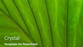  Presentation with shining - Slide deck consisting of tropical-green-palm-leaf-background background and a forest green colored foreground