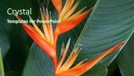  Presentation with tropical - Presentation design with tropical heliconia background and a tawny brown colored foreground