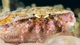  Presentation with crab - Presentation theme enhanced with tropical-hermit-crab-crawls background and a  colored foreground