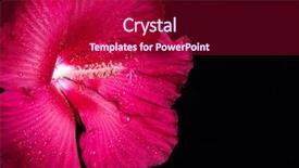  Presentation with baltimore - Presentation with tropical hibiscus lord baltimore variety background and a crimson colored foreground