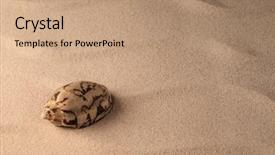  Presentation with shellfish - Presentation theme consisting of tropical island exotic seashell background and a coral colored foreground