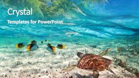  Presentation with turtle - Amazing slide set having tropical island of caribbean backdrop and a teal colored foreground