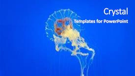  Presentation with tropical flowers close up - Audience pleasing slides consisting of tropical jelly fish close up backdrop and a cobalt blue colored foreground