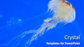  Presentation with jellyfish - Cool new PPT theme with tropical jellyfish underwater backdrop and a gray colored foreground