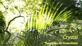  Presentation with tropical forest - Amazing slides having tropical jungle forest natural background backdrop and a tawny brown colored foreground
