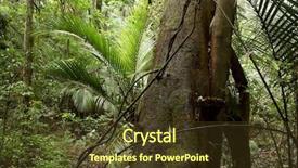  Presentation with tropical forest - Amazing theme having tropical jungle forest backdrop and a tawny brown colored foreground