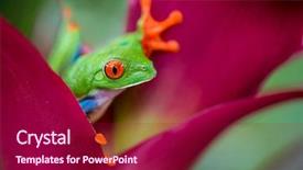  Presentation with curiosity - Amazing PPT theme having tropical jungle of costa rica backdrop and a violet colored foreground