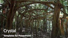  Presentation with vine - Cool new presentation design with tropical jungle backdrop and a tawny brown colored foreground