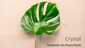  Presentation with tropical - Beautiful presentation theme featuring tropical-leaf-monstera-on-pink backdrop and a lemonade colored foreground